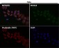 Anti-Cytokeratin 20 KRT20 Rabbit Monoclonal Antibody